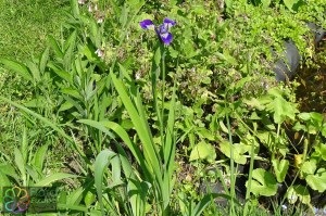 Iris germanica (2).jpg_product_product